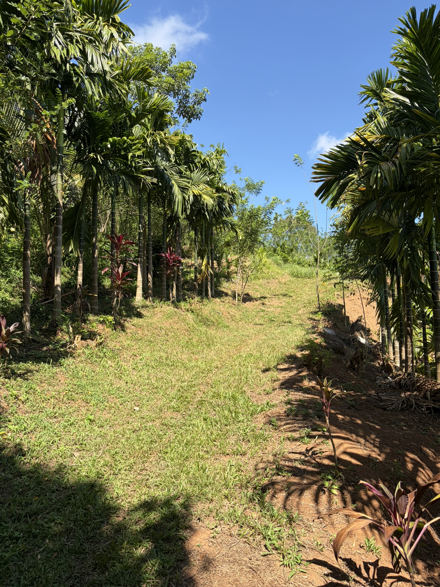 Path through a living agricultural landscape