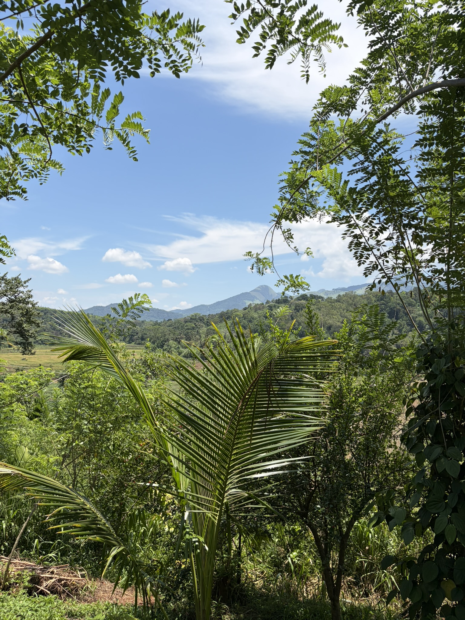Green agricultural landscape surrounding the K1 Origins estate in Matale