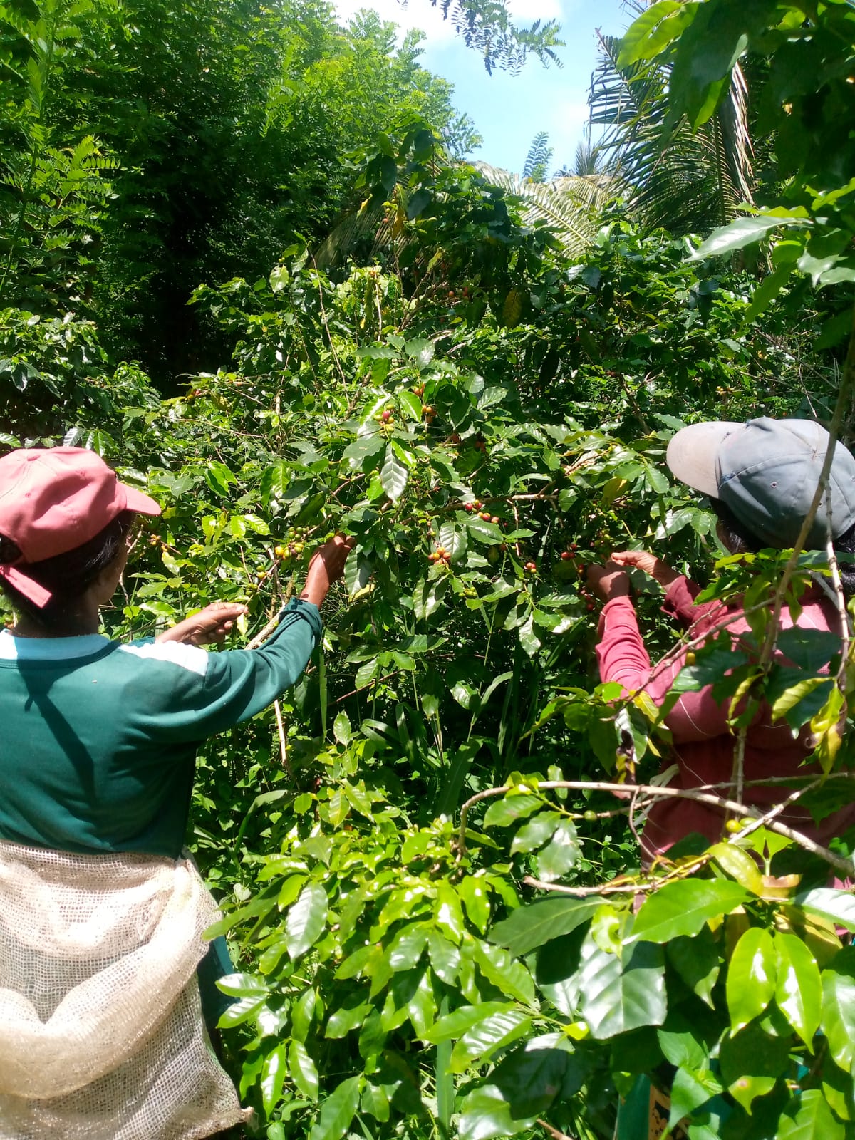 Two people harvesting coffee cherries among the coffee plants
