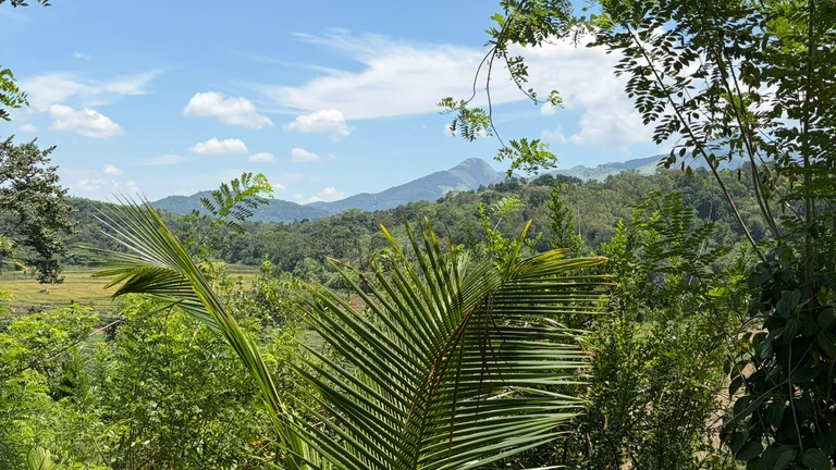 Palms, trees and hills surrounding the Matale estate