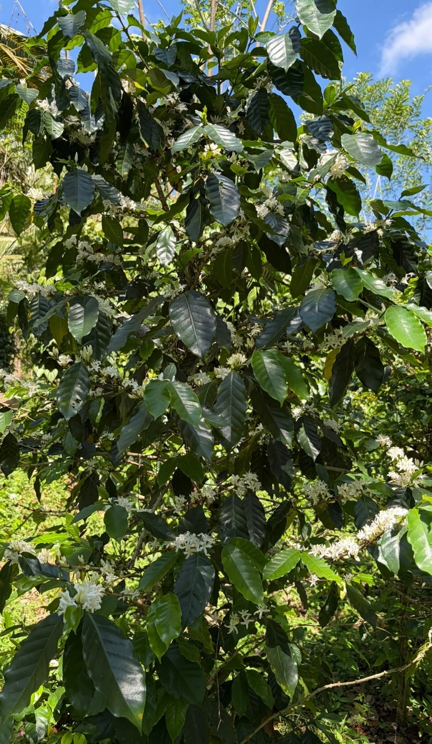 Coffee foliage, Matale.