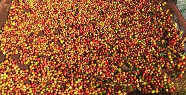 Coffee cherries on raised drying nets in Matale.