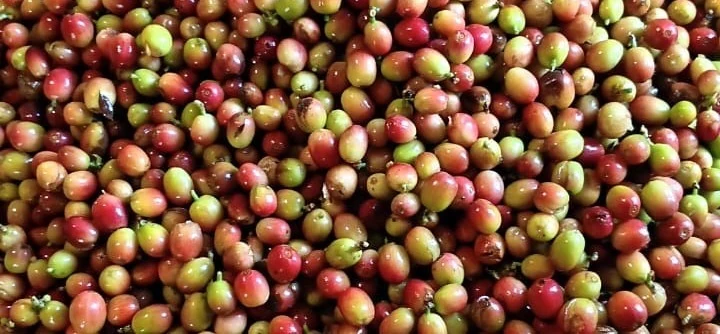 Coffee cherries, Matale.