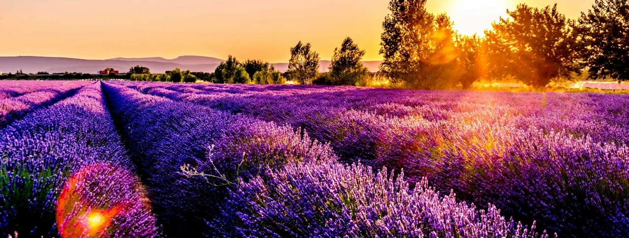Lavender in Drôme, France.