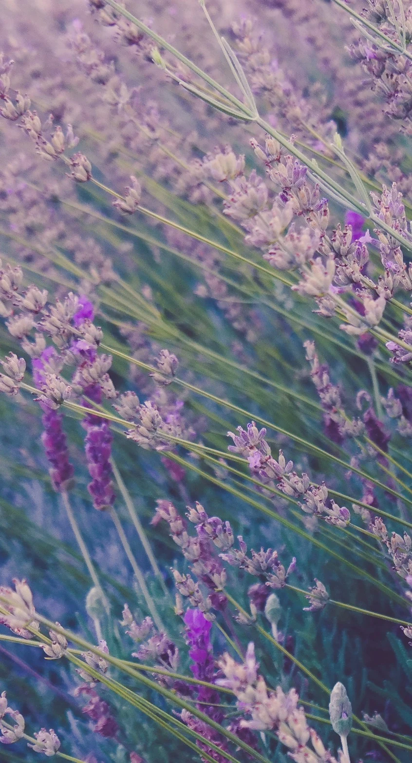 An evening with lavender