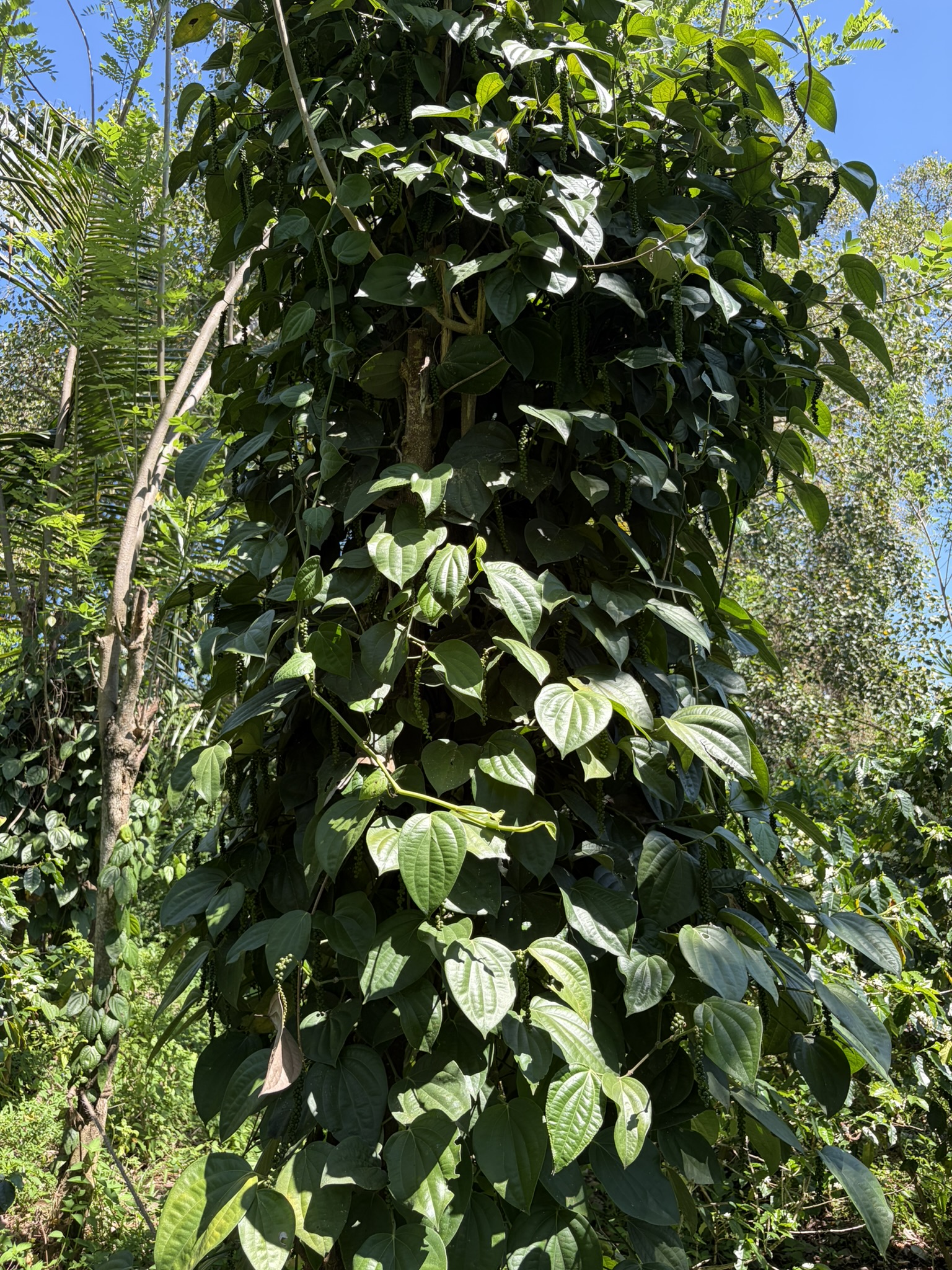 A mature pepper vine growing around a support tree on the estate