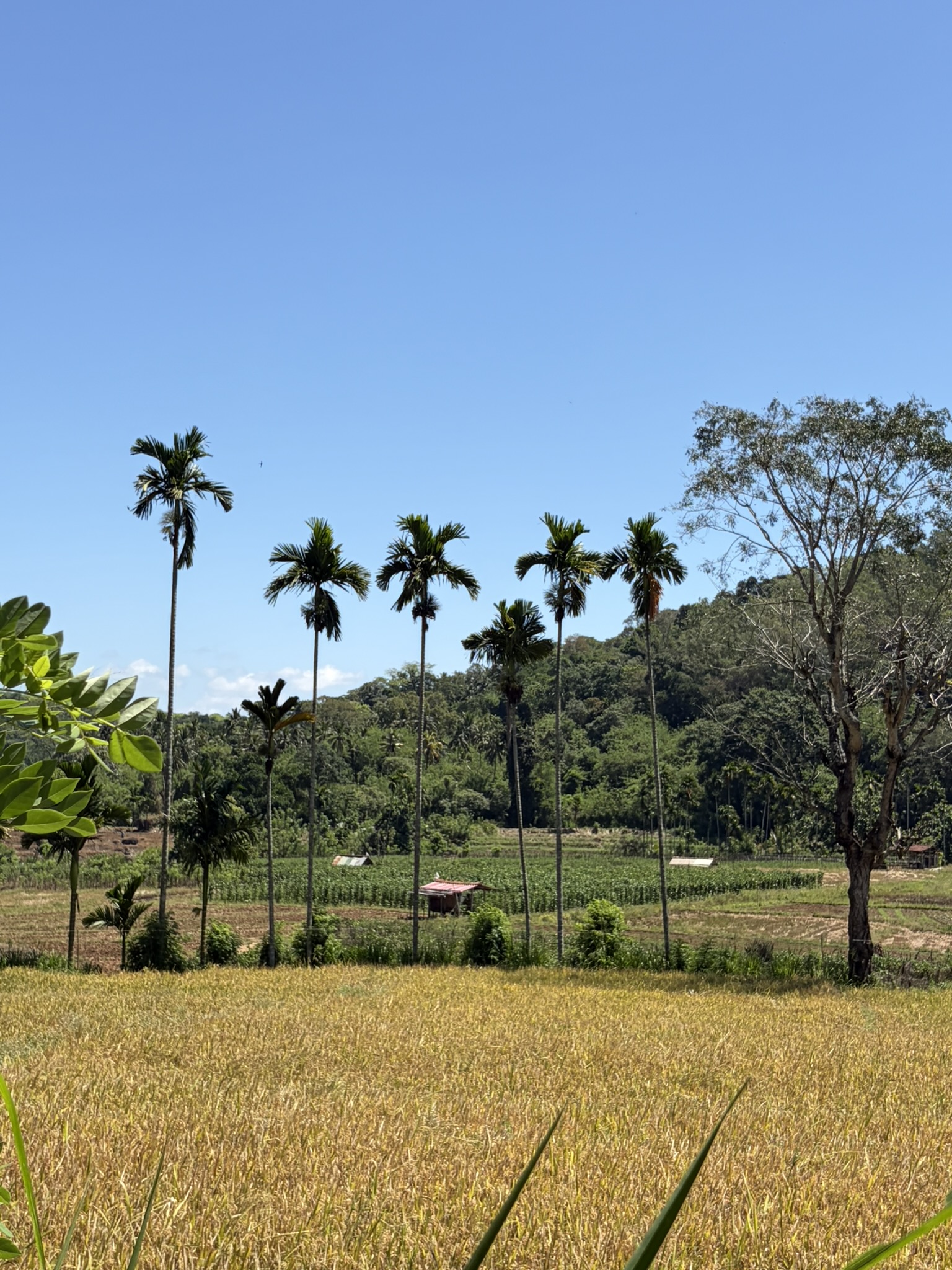 Fields and palms in the wider Matale landscape