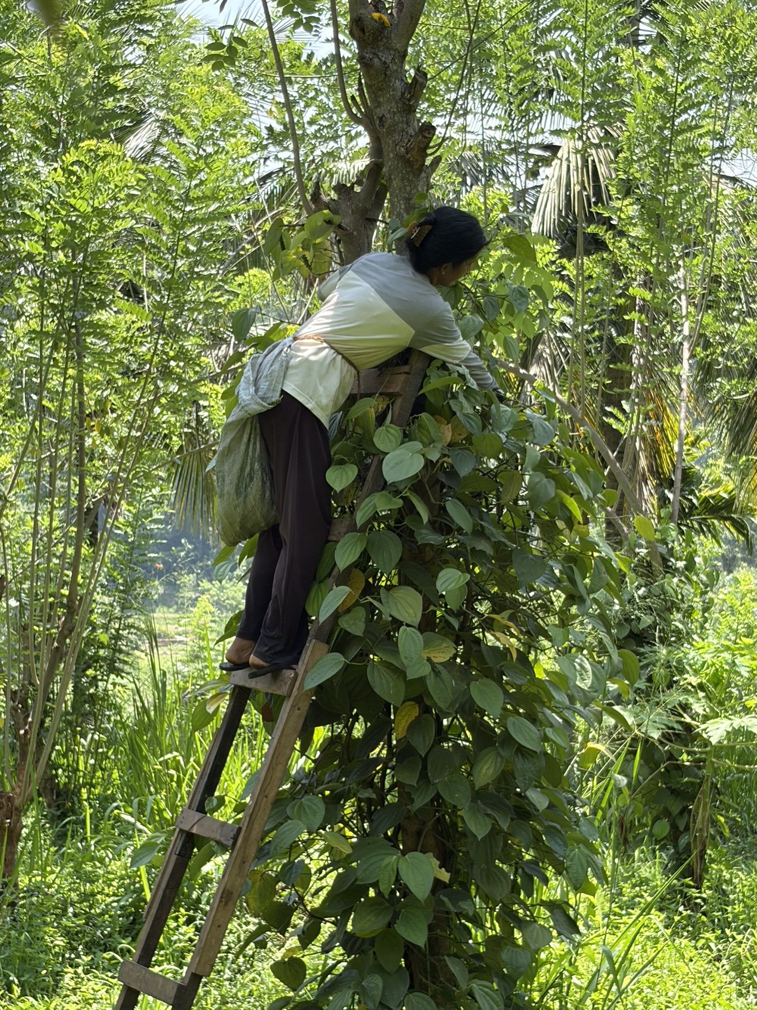 Estate worker harvesting pepper from a mature vine